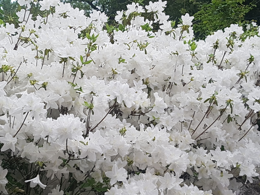 plant,식물,blossom,꽃,flower,철쭉,봄꽃