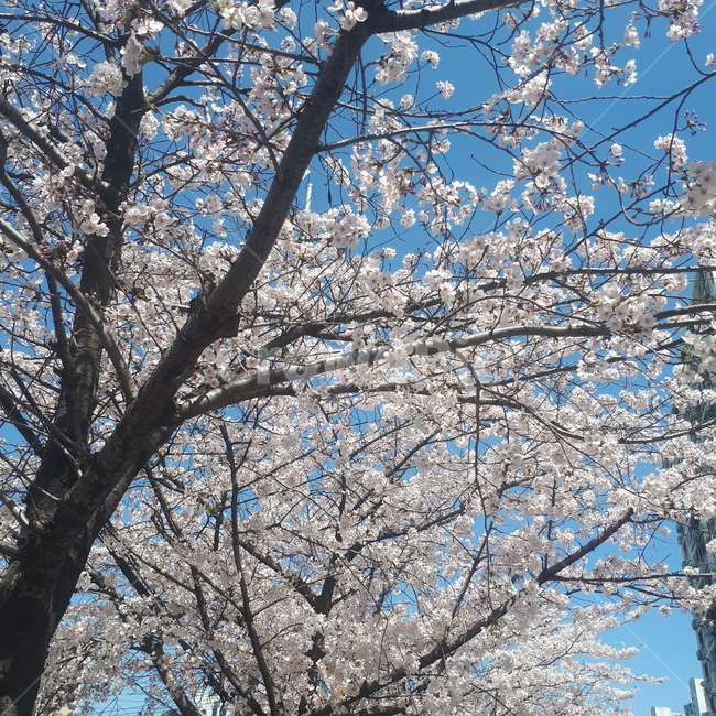 벚꽃,봄,나무,꽃,하늘