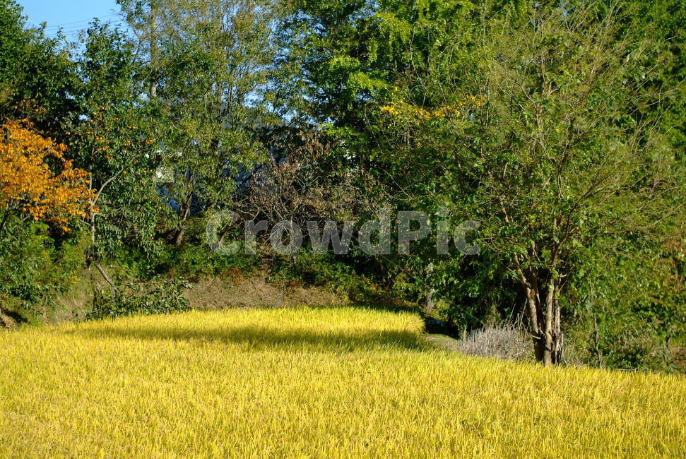 가을,논,식물,자연,하늘,plant,sky,계절,fall,autumn,season,나무,시골,벼,풍경,농촌,들판