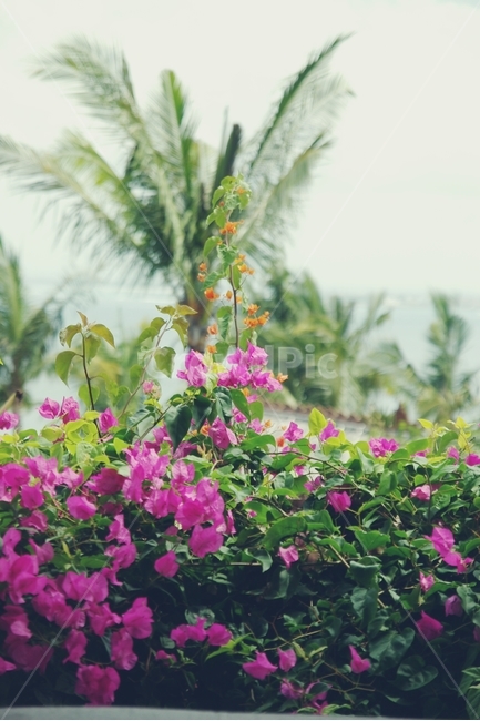 리조트,resort,꽃,flower,하늘,sky,열대,tropical,분홍,pink,야자,야자수,핑크,바다,sea,식물,자연,plants,nature,꽃,flower