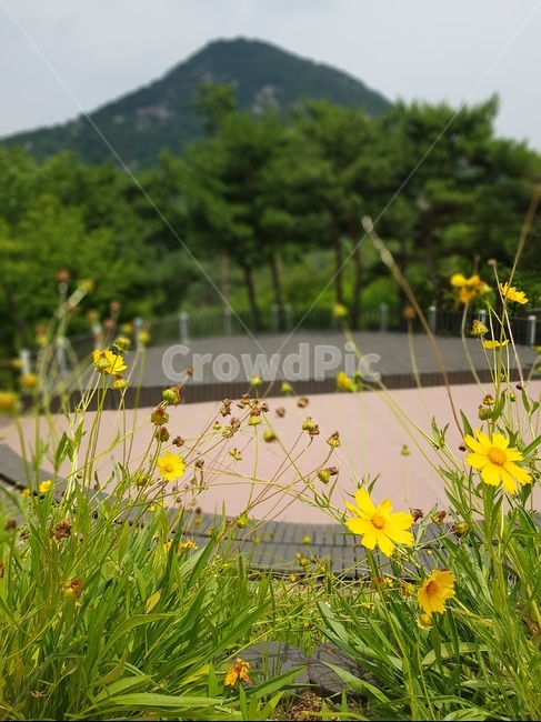 nature,자연,outdoors,plant,식물