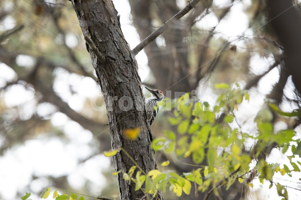오색딱따구리,자연,동물,새,나무,숲,동물,animal,조류,새,birds