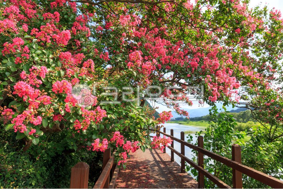 배롱나무,백일홍,고려동,풍경,자연,여름