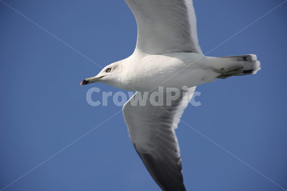 갈매기,바다새,대형조류,commongull,mewgull,laruscrassirostris,괭이갈매기,동물,animal,조류,새,birds