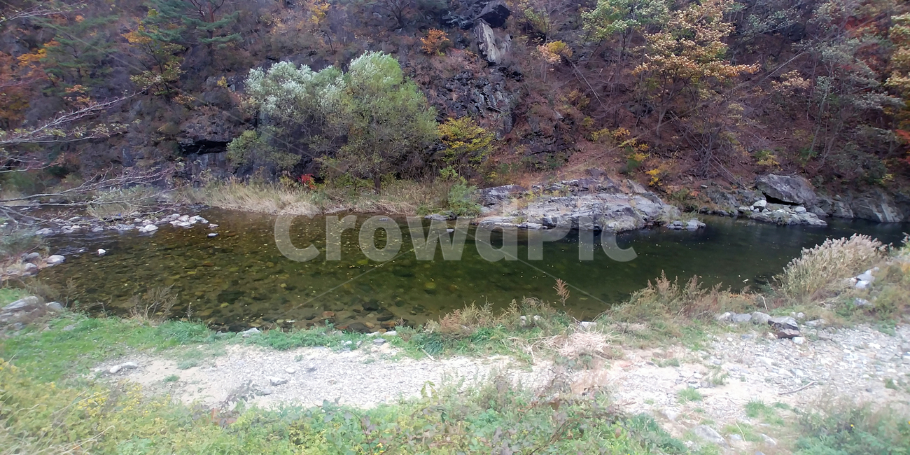 억새,갈대,단풍,가을,시내,물,나무,plant,tree,water,빨간색,노란색,노랑,빨강,울긋불긋
