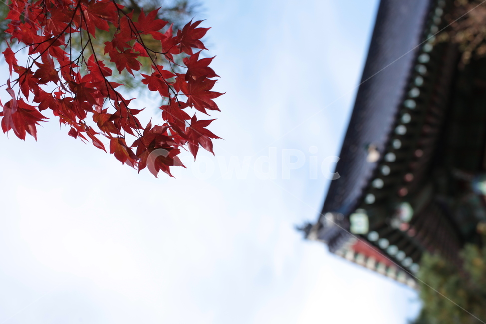 단풍,아웃포커스,지붕,한옥,하늘,붉은색,leaf,잎,plant,식물,tree,나무