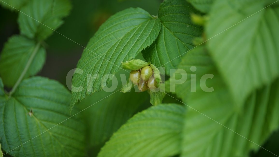 병아리꽃나무,씨앗,나무,식물,자연,이파리,공원,여름,꽃사진,접사,macro,풍경,landscape,plants,식물,자연,plants,nature