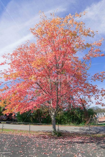 울긋불긋,파란하늘,가을,단풍,maple,식물,plant,나무,tree,가을,계절,fall,autumn,season