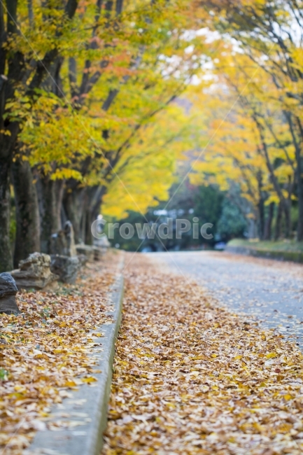 사진,디자인,소스,포토,사진자료,배경,배경사진,백그라운드,한국,동양,아시아,풍경,자연,환경,실외,낮,오후,저녁,식물,나무,가을,도감,9월,10월,11월,낙엽,단풍,공원,여행,산책,단풍구경,단풍놀이,가을여행,가을,계절,fall,autumn,season,자연,풍경,nature,landscape,tree,plant,tree trunk,나무 줄기