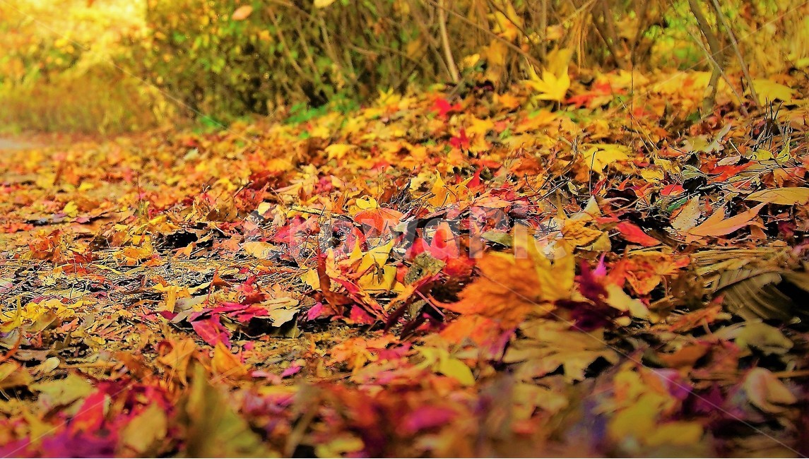 가을,낙엽,단풍,감성,maple,가을,계절,fall,autumn,season,식물,자연,plants,nature,leaf,잎,plant,tree,나무