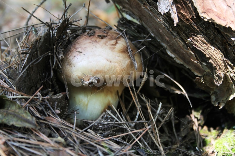 송이,균류,송이버섯과,송심,송화심,야생버섯,식용버섯,버섯,mushroom