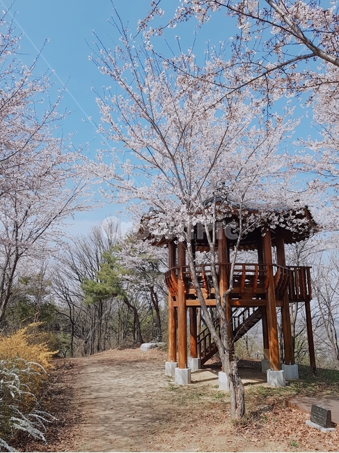 벚꽃,한국,정자,봄,cherryblosssom,korea