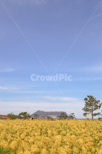 유채꽃,성산일출봉,자연,nature,제주