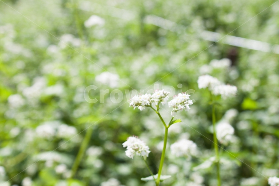 메밀,메밀꽃,메밀밭,꽃밭,꽃,flower,buckwheatflower,식물,자연,plants,nature,꽃,flower,감성,sensible,feeling