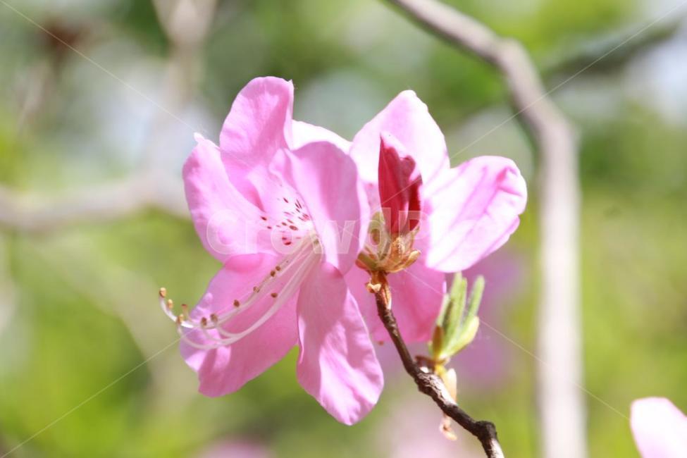꽃,나무,연달래,진달래,봄,식물,자연,plants,nature,꽃,flower