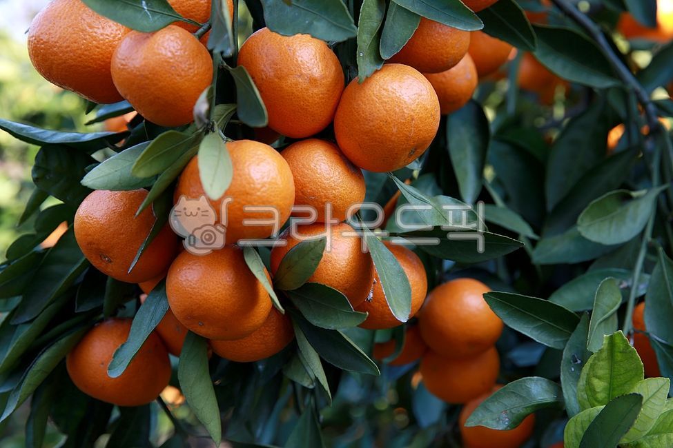 귤, 감귤, 감귤류, 과일, citrus, 사진,이미지,일러스트,캘리그라피 - 고운경작가