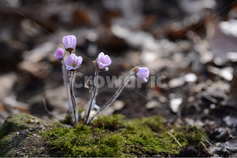 봄,꽃,봄꽃,노루귀,야생화,spring,flower,closeup,접사,근접촬영,봄,계절,spring,season,식물,자연,plants,nature,꽃,flower,plant,moss,이끼,blossom,geranium,제라늄