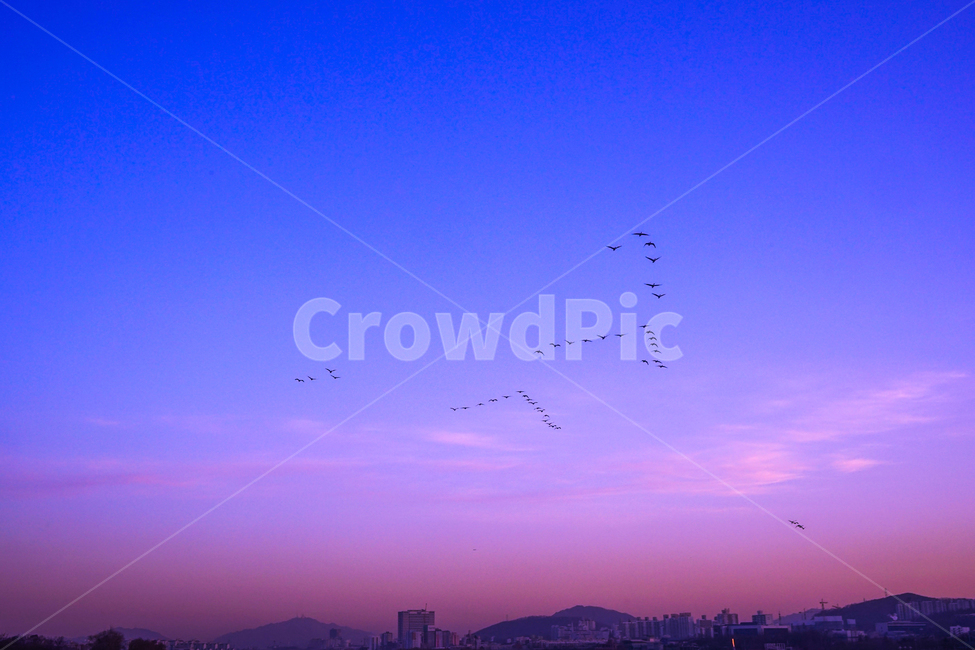 새,조류,철새,겨울철새,동물,비행,떼,감성,하늘,야경,밤,풍경,nightscape,night,landscape,도시,city,flock,대군,animal