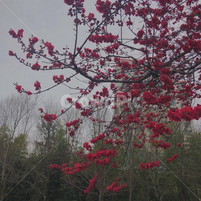 만첩홍도,꽃나무,꽃,flower,tree