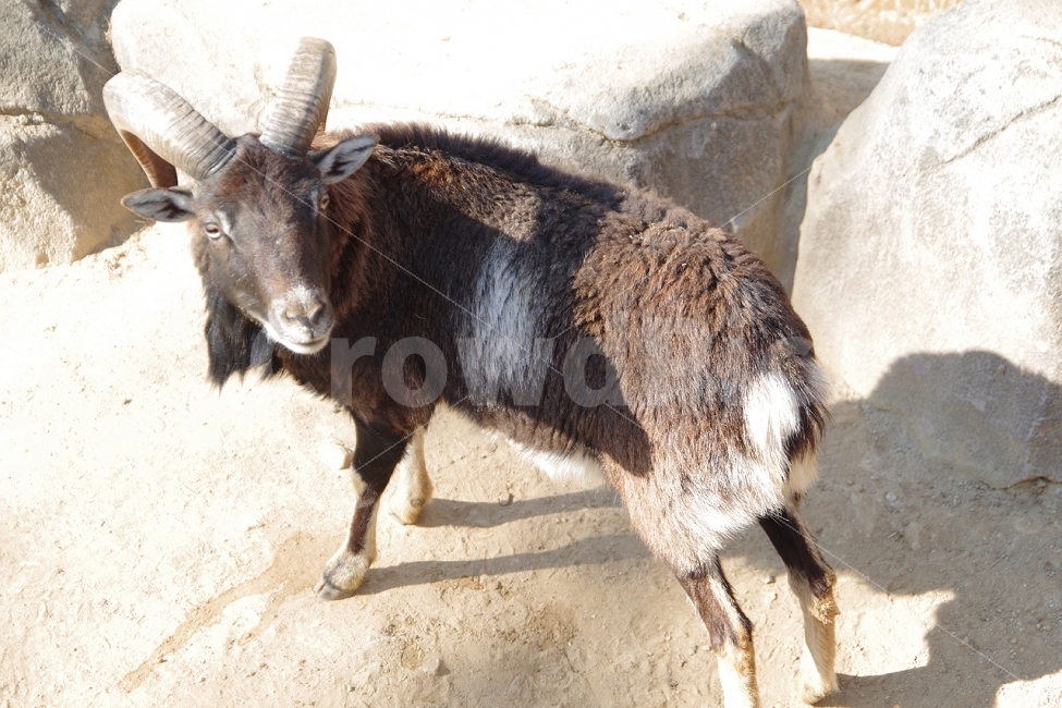 lamb,양,animal,동물,산양,동물,animal,포유류,mammal