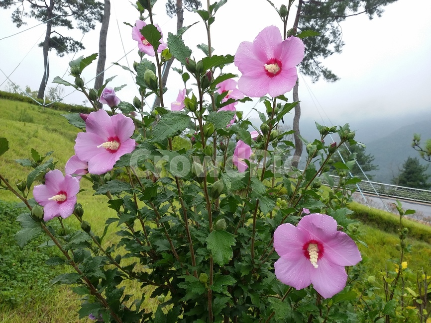 꽃,식물,flower,plant,무궁화,식물,자연,plants,nature,꽃,flower
