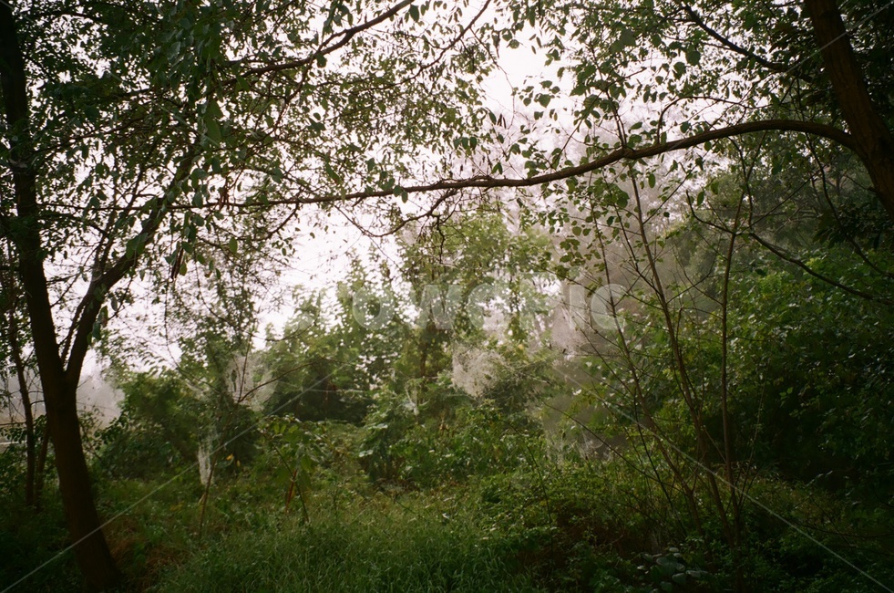 안개,나무,자연,새벽,필름사진,자연,풍경,nature,landscape,tree,plant,식물,tree trunk,나무 줄기