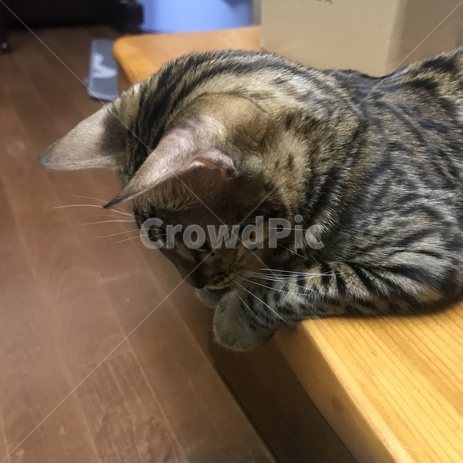 고양이,cat,귀여운,adorable,뱅갈,동물,animal,포유류,mammal,고양이,cat,kitten,kitty