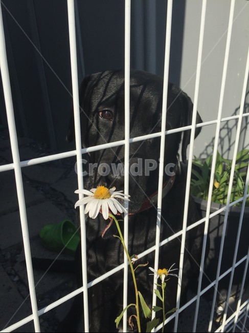 강아지,리트리버,꽃개,아련개,아련미,동물,animal,포유류,mammal,개,강아지,dog,doggy