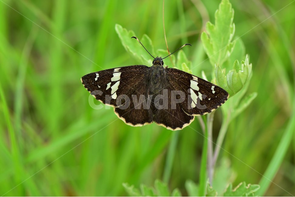 왕팔랑나비,곤충,나비,자연,butterfly,insect,생태,동물,animal,곤충,벌레,insect,bug