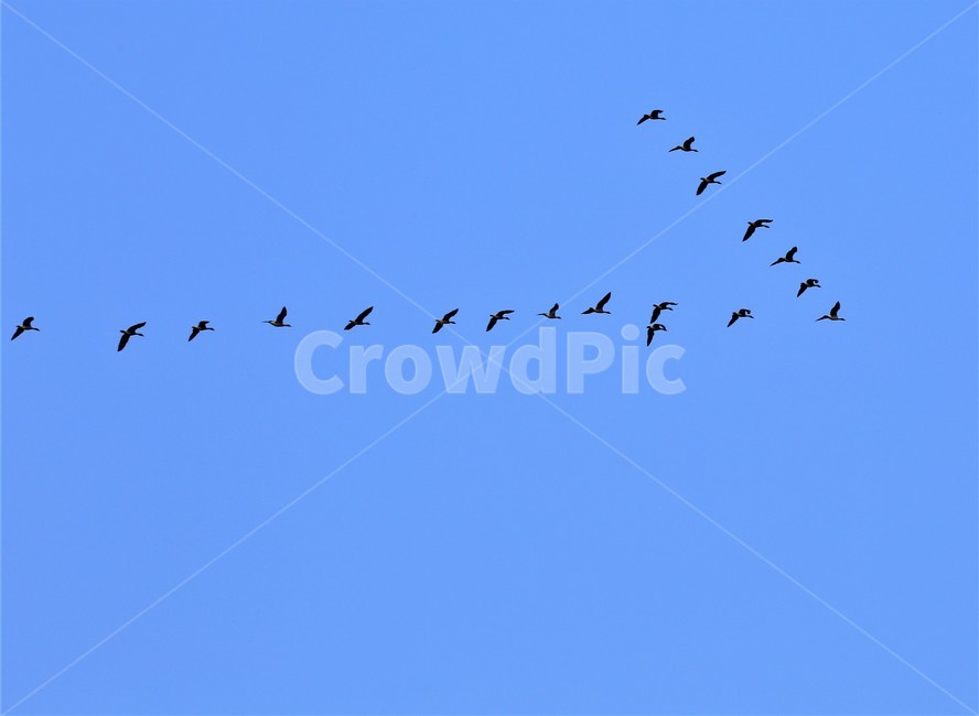 animal,동물,기러기,flock,bird,새,동물,animal,조류,새,birds