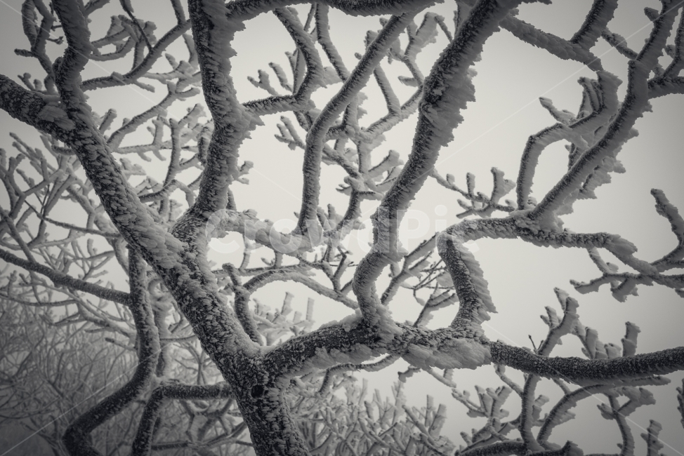 덕유산,겨울,설산,나무,눈,향적봉,무주,눈꽃,겨울산,폭설,정상,겨울,계절,winter,season,식물,자연,plants,nature,나무,trees,wood,흑백,모노톤,monochrome,black and white