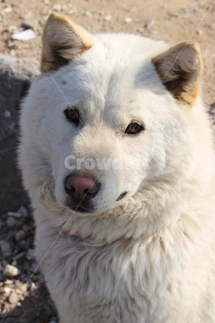 강아지,개,진돗개,멍멍이,반려견,동물,animal,포유류,mammal,개,강아지,dog,doggy