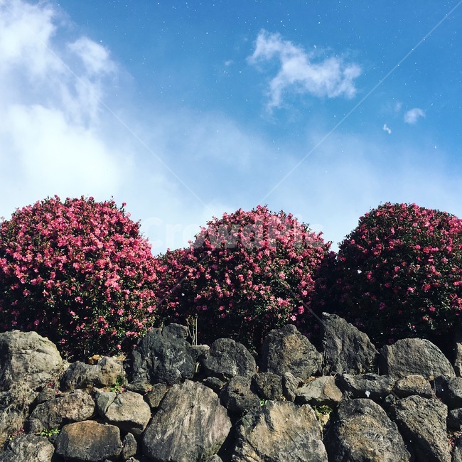 동백꽃,동백나무,동백,꽃배경,파란하늘,동백꽃배경,꽃,camelliaflower,flower,분홍꽃,자연,풍경,nature,landscape,rubble,파편