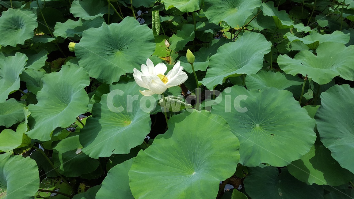 plant,식물,blossom,꽃,연꽃,연못,식물,자연,plants,nature,꽃,flower