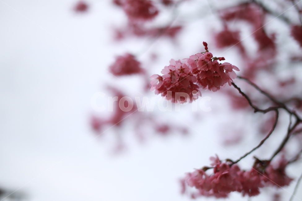 plant,식물,flower,꽃,blossom