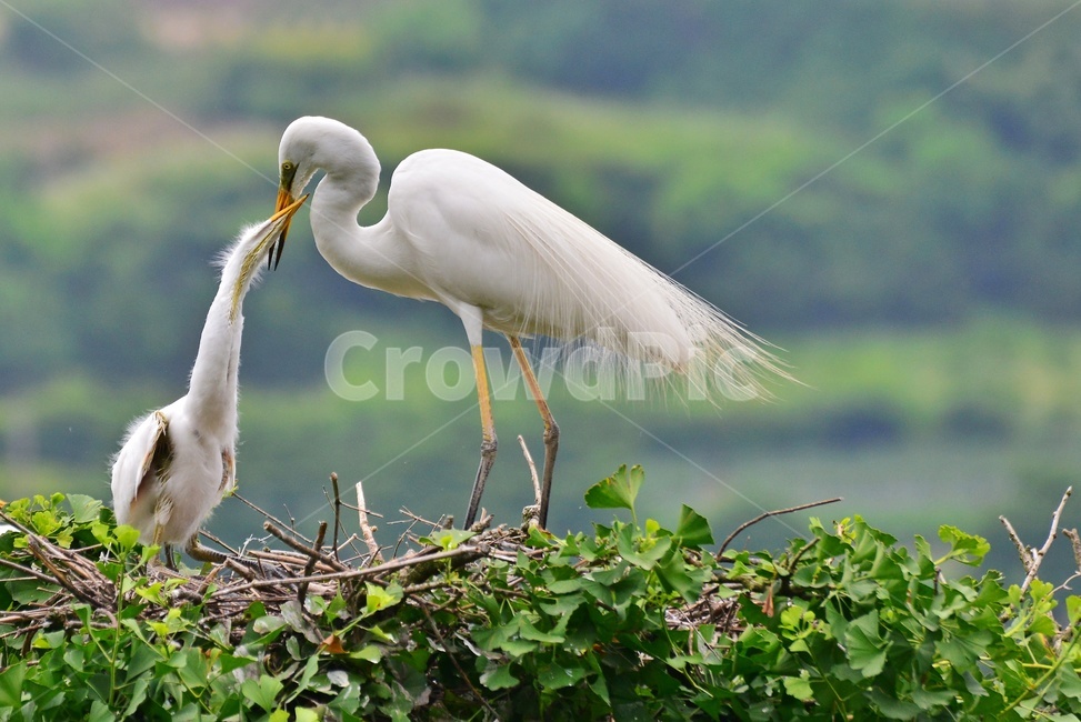 전북,임실,백로부부,백로부부사랑,백로육추,bird,waterfowl,물새,stork,황새,egret,백로,동물,animal,조류,새,birds