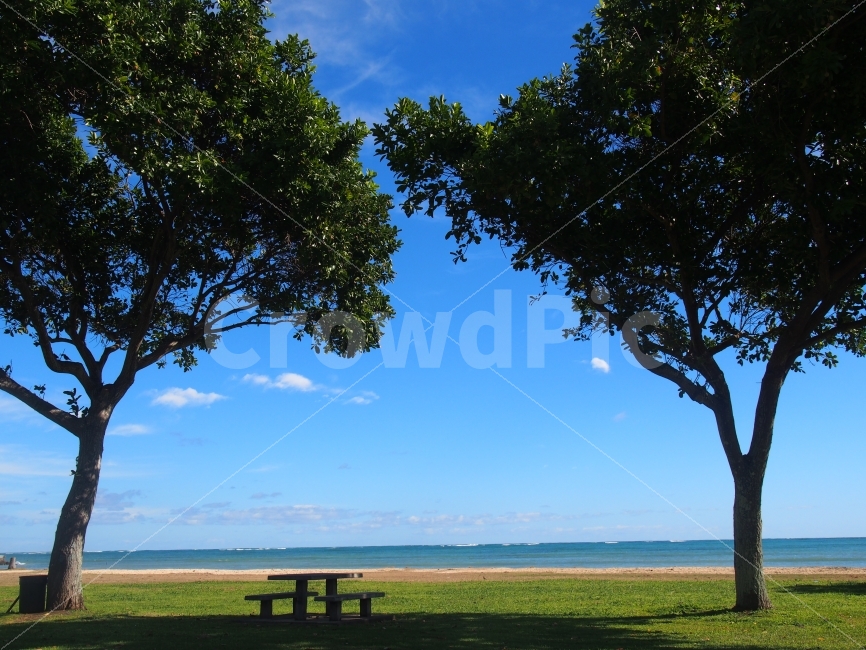 하와이,여행,추억,감성,바다,초록,자연,맑은공기,자연,풍경,nature,landscape,해변,바다,beach,sea,tree,나무,plant,식물,tree trunk,나무 줄기