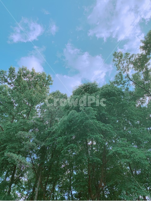 숲,나무,하늘,구름,forest