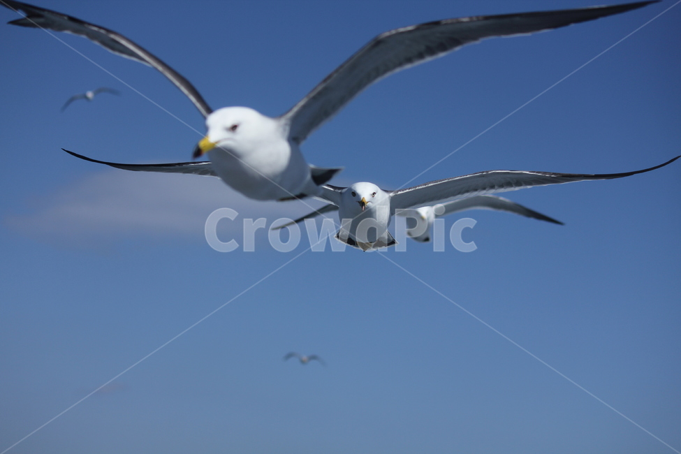 비상,날개,갈매기,조나단,리차드파크