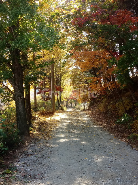 단풍,낙엽,바위,나무,물,자연,옥외,outdoors,road,water,nature,leaf,등산로,산책로,길,가을,풍경,가을,계절,fall,autumn,season,tree,plant,식물,path,통로