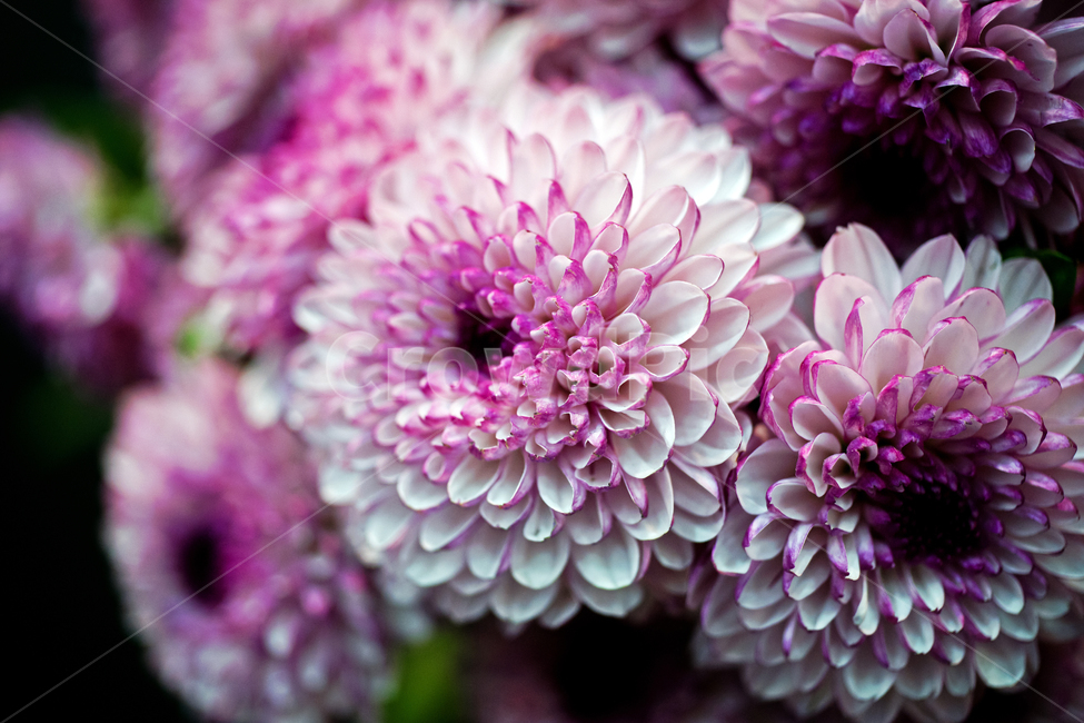 국화,꽃,화초,flower,식물,관상용,가을,chrysanthemum,식물,자연,plants,nature,꽃,flower