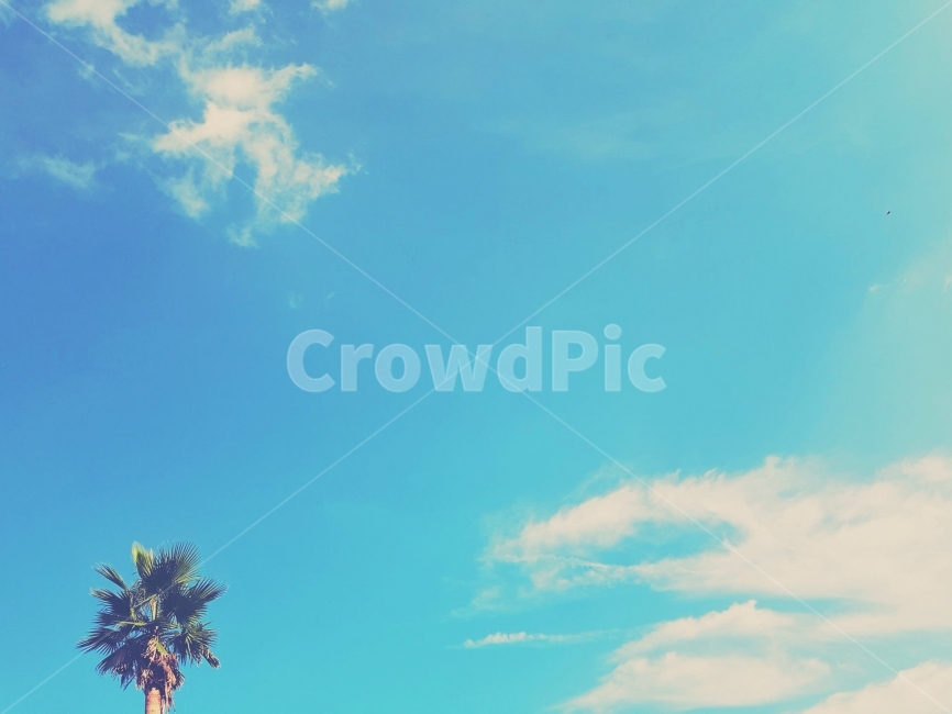 하늘,맑음,야자수,제주도,풍경,여행,카멜리아힐,일상,Sky,Sunny,warm,PalmTree,Jeju,Travel,View,Camelliahill,자연,풍경,nature,landscape,식물,plants,나무,trees,wood,색깔,색상,색채,색감,color sense,color sensitivity,feeling of color,outdoors,옥외