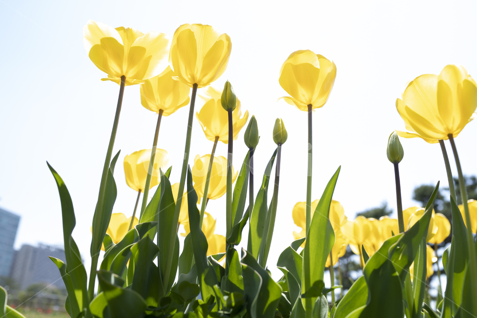 튜립,배경화면,꽃배경,초여름꽃,배경,식물,자연,plants,nature,꽃,flower