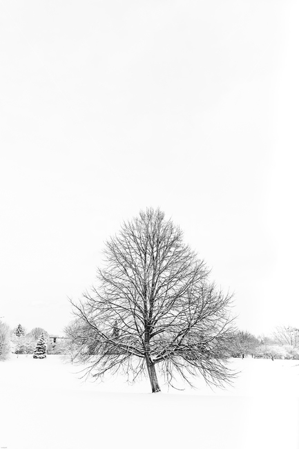 나무,겨울,흑백,눈,감성,자연,공원,겨울,계절,winter,season,자연,풍경,nature,landscape,흑백,모노톤,monochrome,black and white,outdoors,옥외