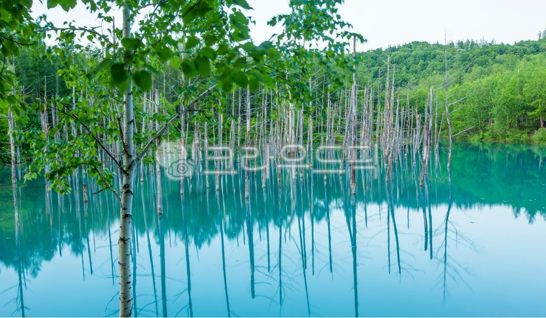 북해도,홋가이도,연못,푸른연못,아오이이케,공원,파란,고사목,반영,신비로운,자연,옥외,숲,숲속,정원,호수,자연,풍경,nature,landscape,해외,외국,세계,foreign,oversea,world,세계자연풍경,해외자연풍경,외국자연풍경,world nature landscape
