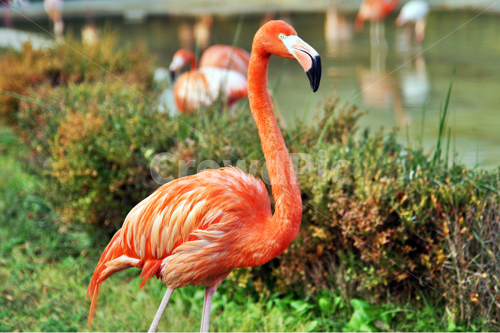 홍학,플라밍고,조류,flamingo,동물,섭금류,선홍색