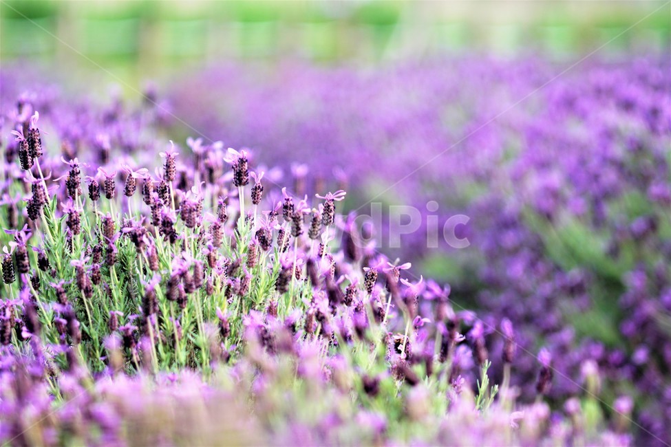 라벤더,꽃,식물,보라색,자연,봄,nature,flower,purple,violet,spring,식물,자연,plants,nature,꽃,flower
