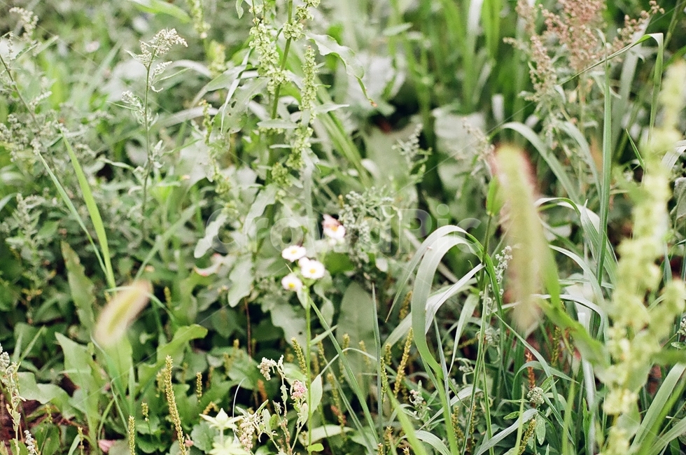 자연,벌,꿀,풀밭,plant,grass,식물