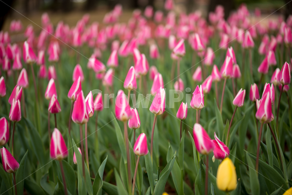 튤립,꽃,봄,봄꽃,식물,야외,실외,도심공원,봄,계절,spring,season,식물,자연,plants,nature,꽃,flower,plant