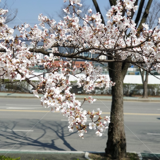 plant,식물,벚꽃,꽃,flower